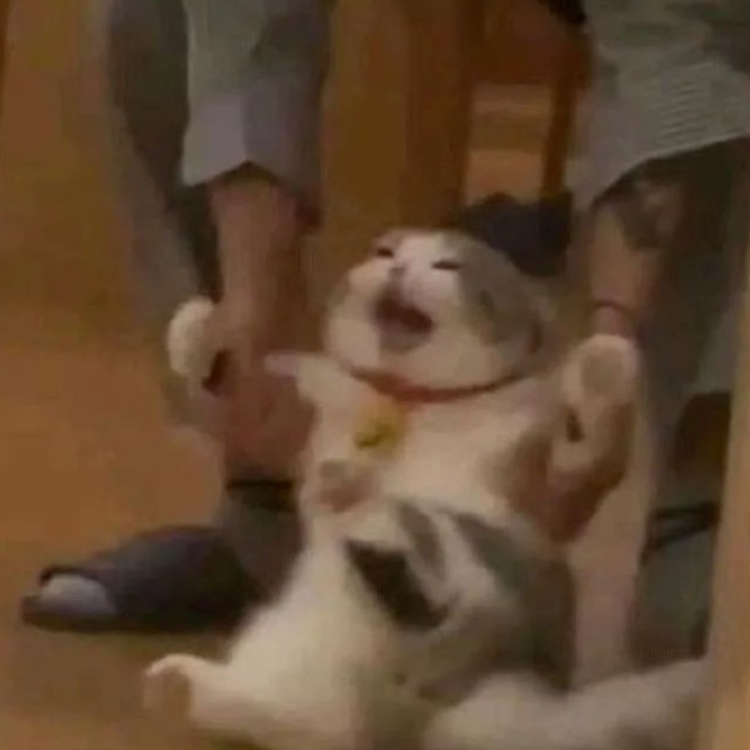 Mr猫猫le