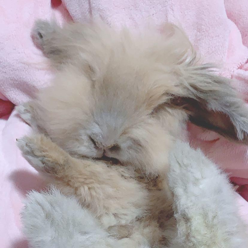 晃来晃去的丹丹