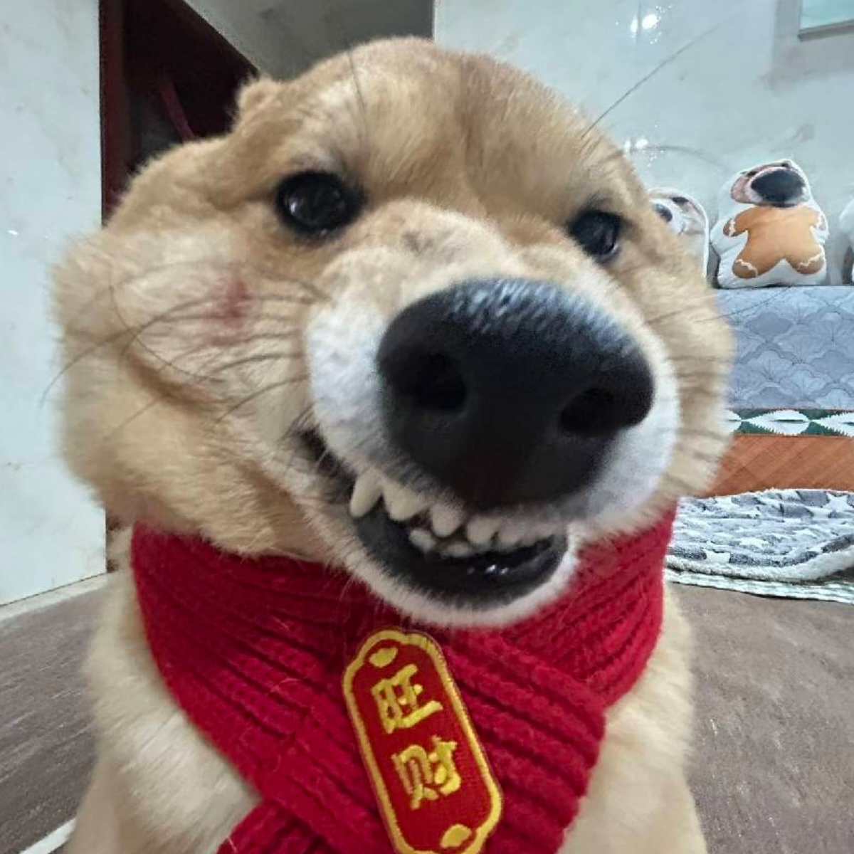 鱼不熟