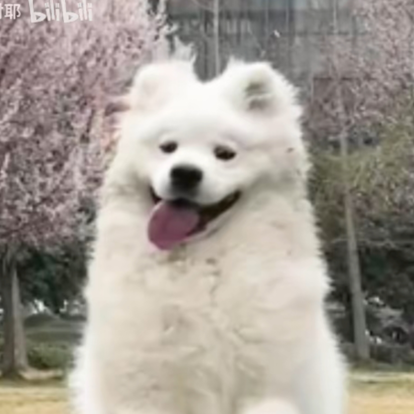 张怀民
