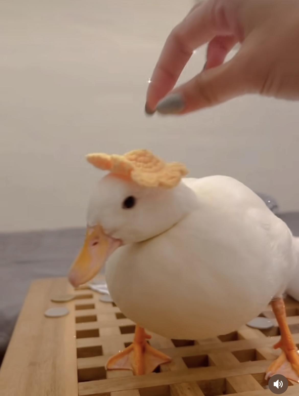 Floleon