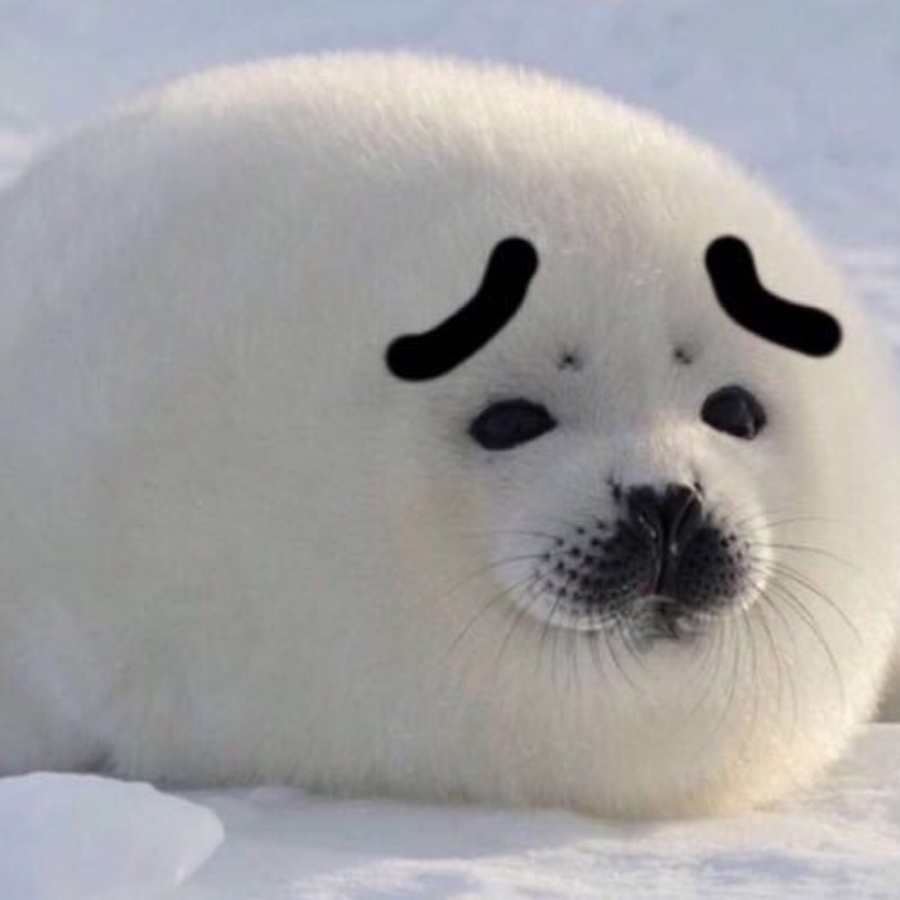 海豹桑啊