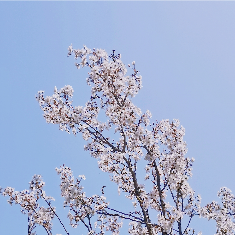 溯洄