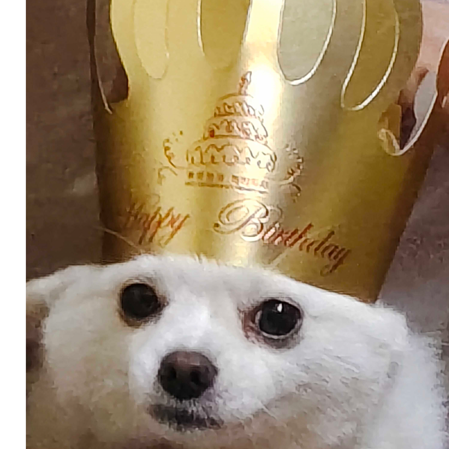 会晕伞的小乐