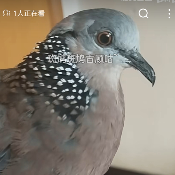 已醚