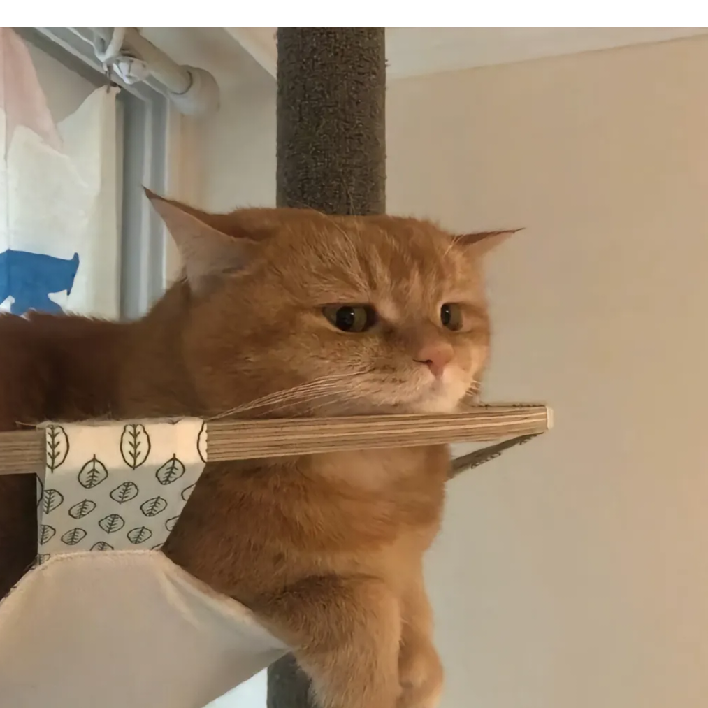 鹫