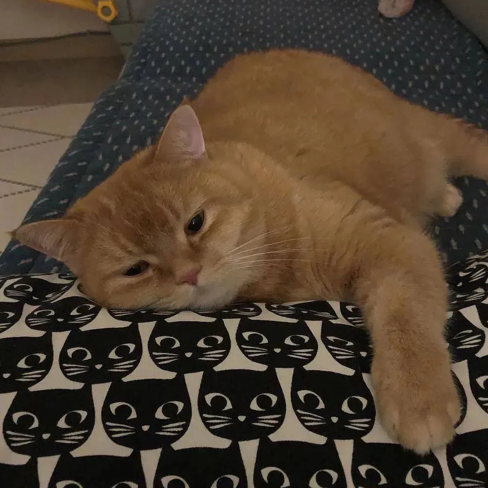 茶