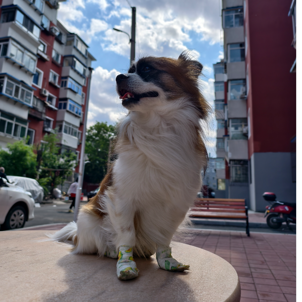 🐷寅儿