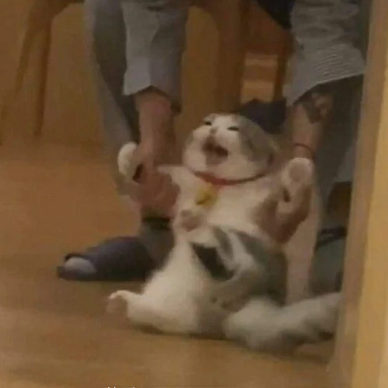 枫吹树