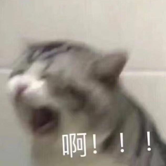 骑着熊的猫