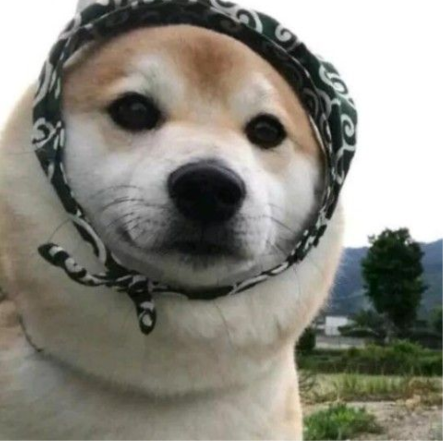 沙黄