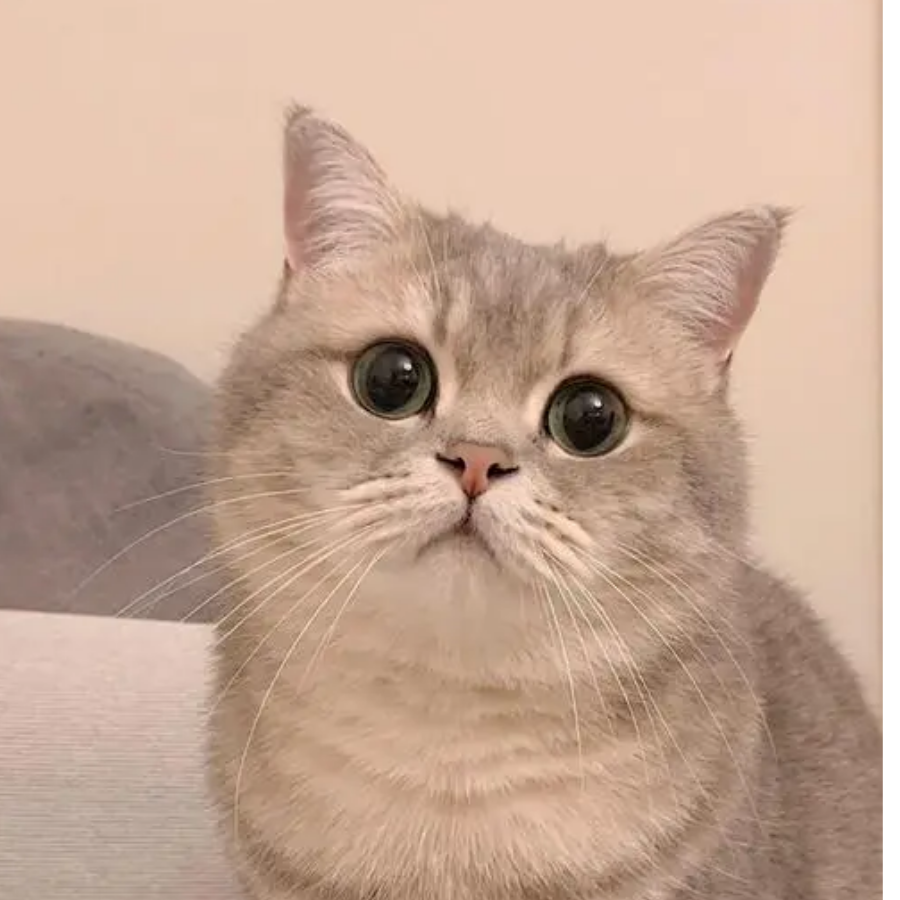 珠珠