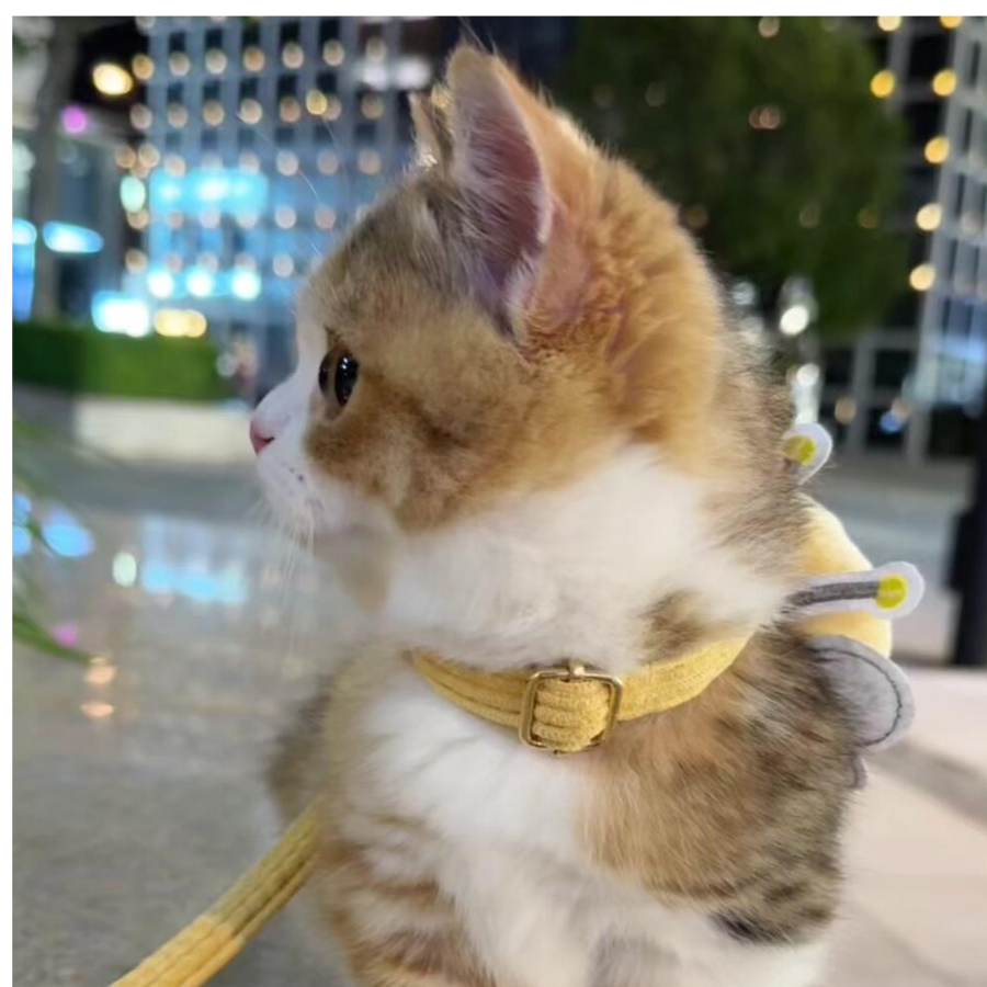古德猫宁