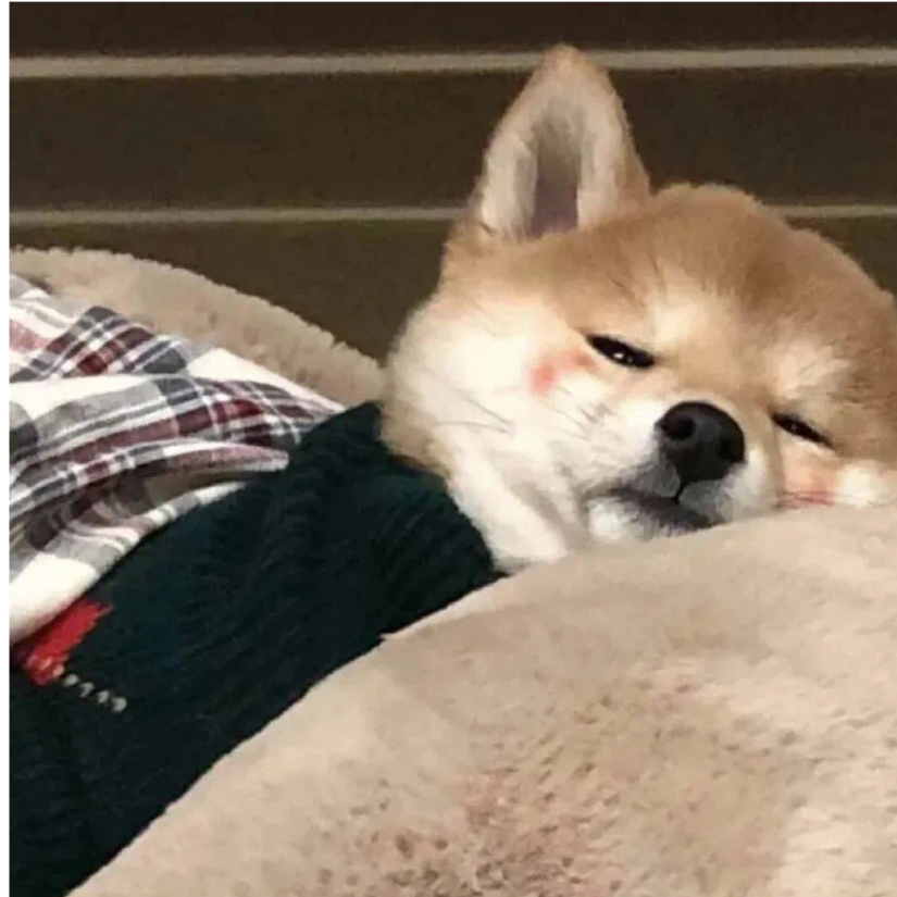 独醉丶泛起