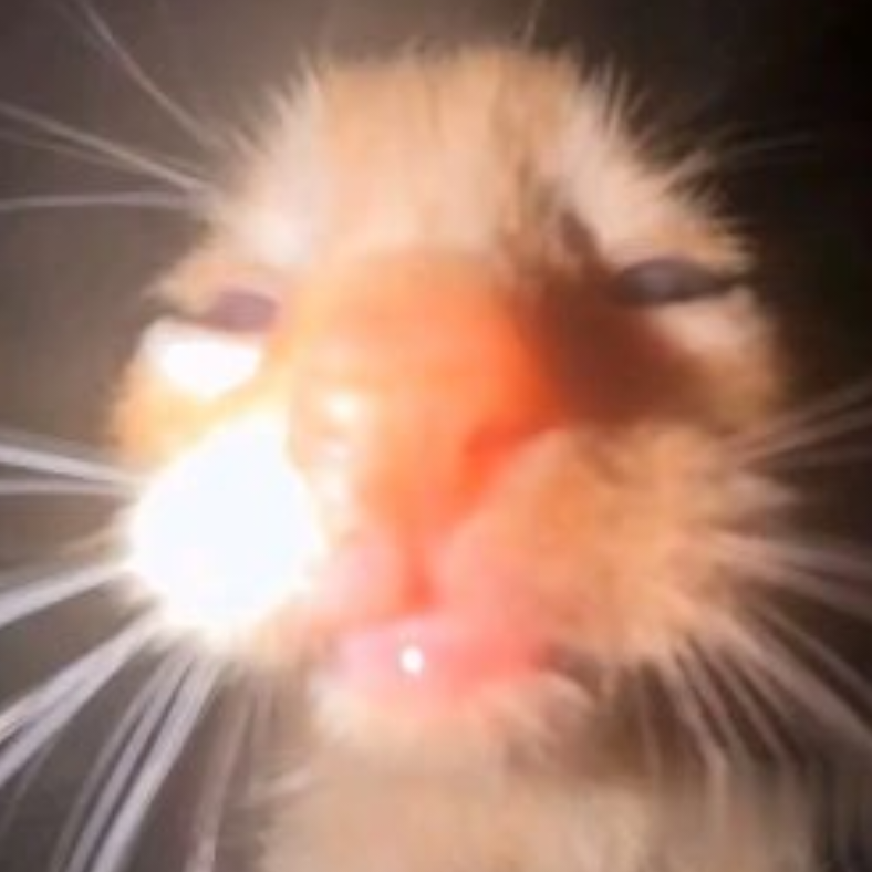 言