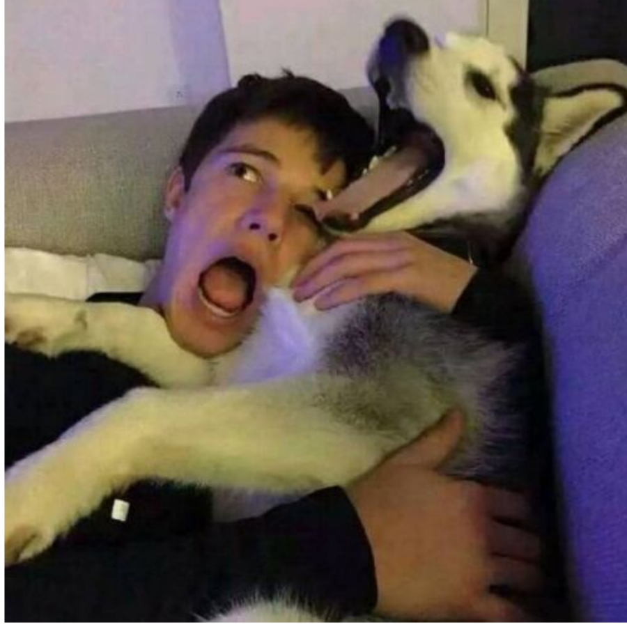 鹤归于夏