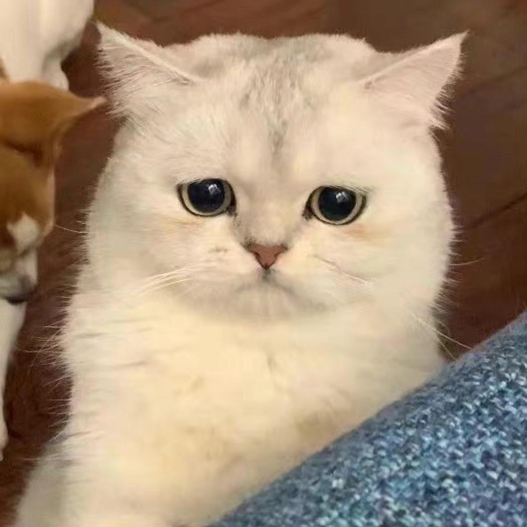 Vv
