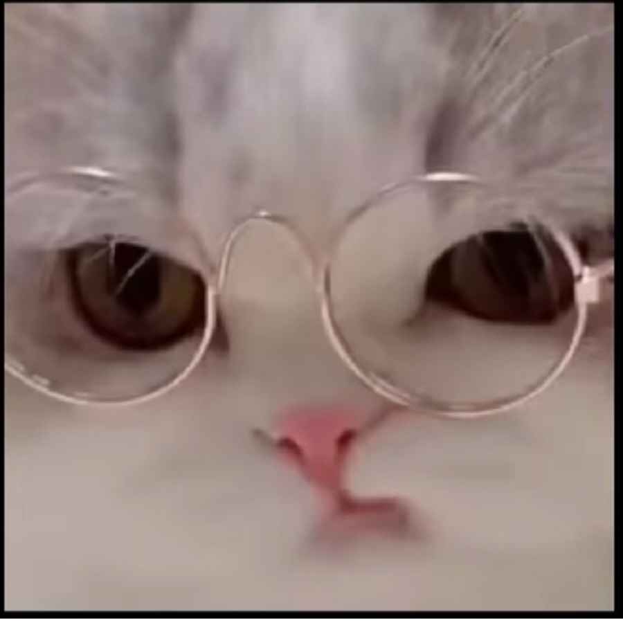 猪崽