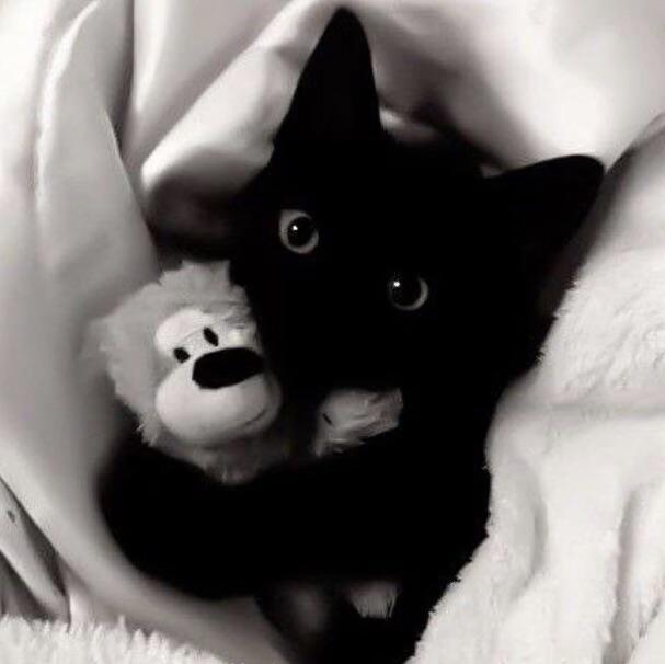 cat