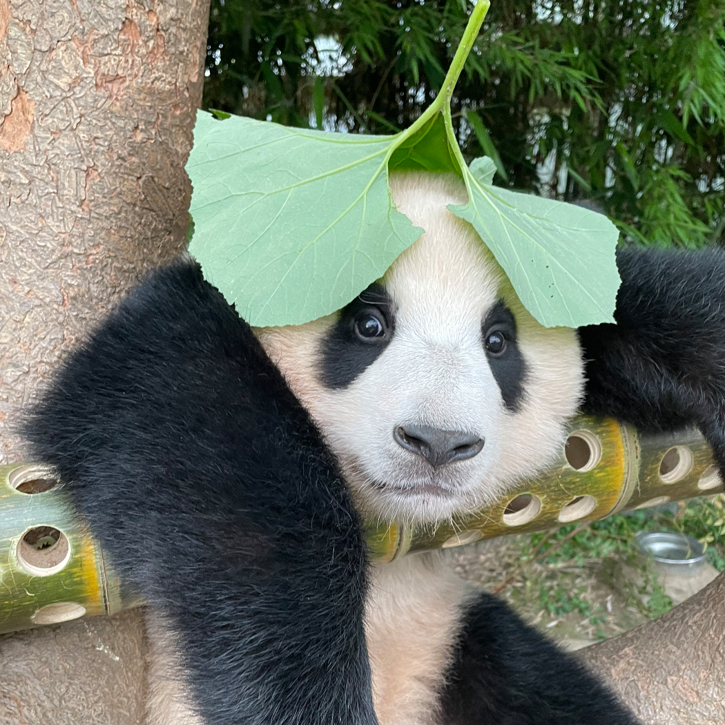 虎虎