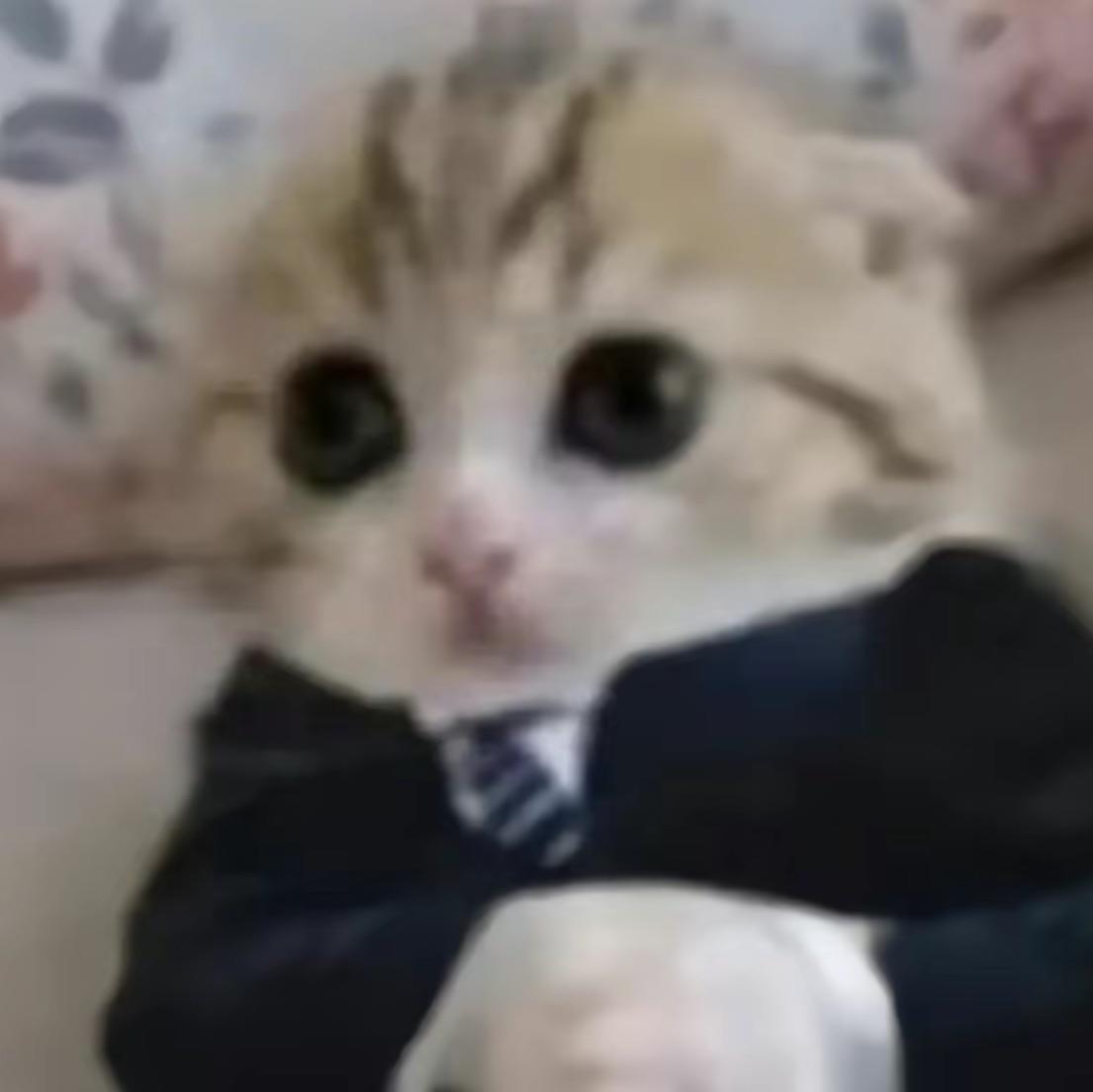 考拉锕