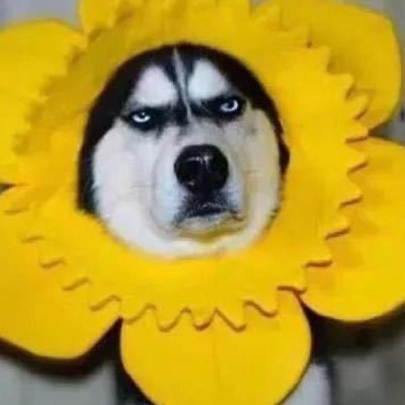 宋宋
