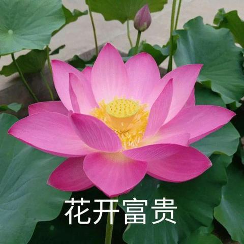 ～冒～险～者