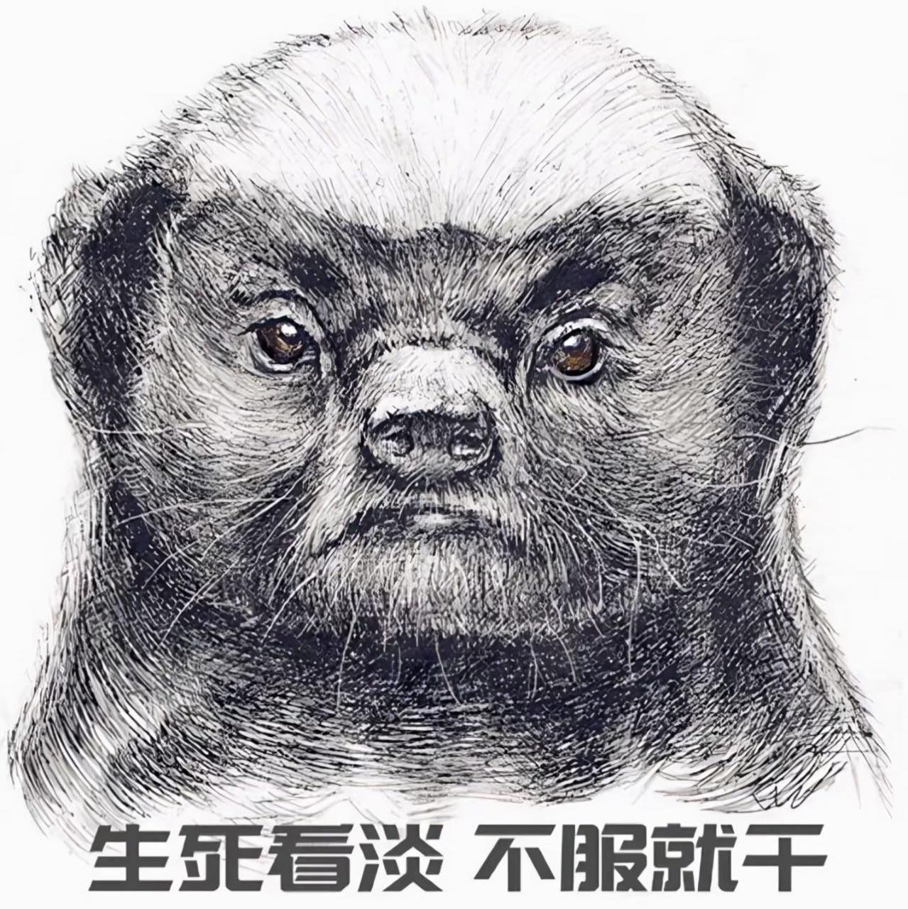 千年一遇的小赤猫