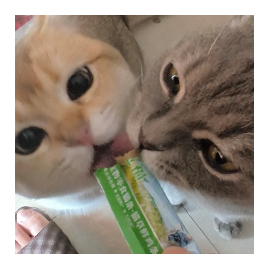 卡卡🦁