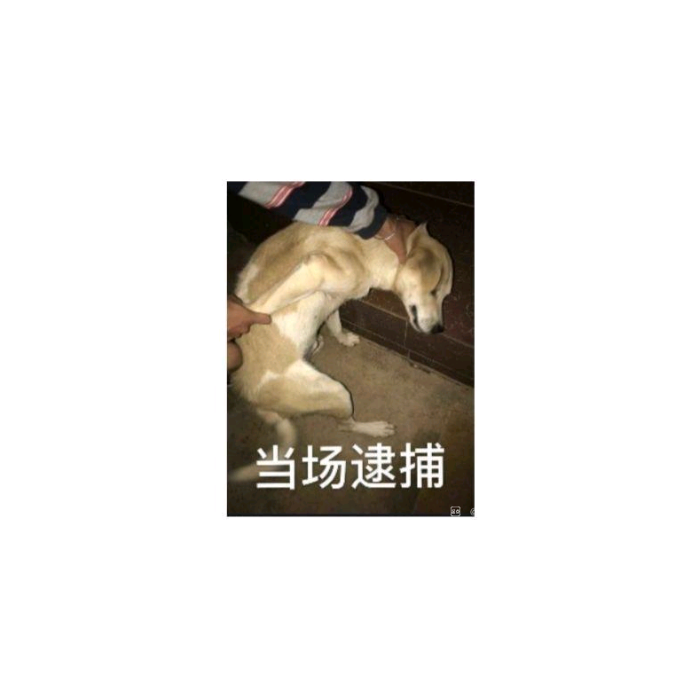 光头美旅者