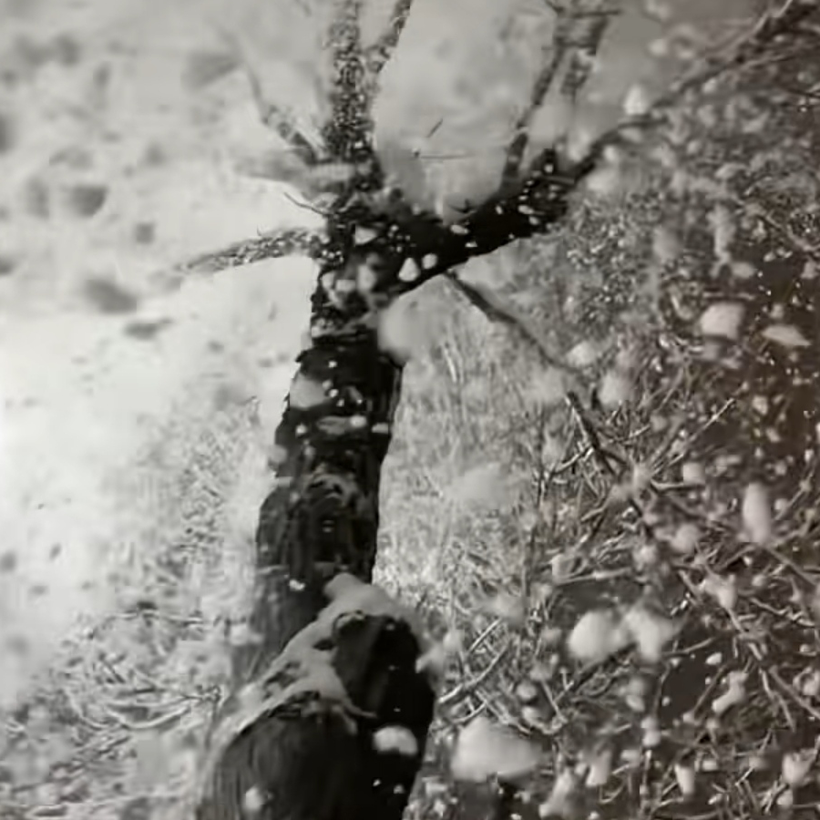 梨花雪