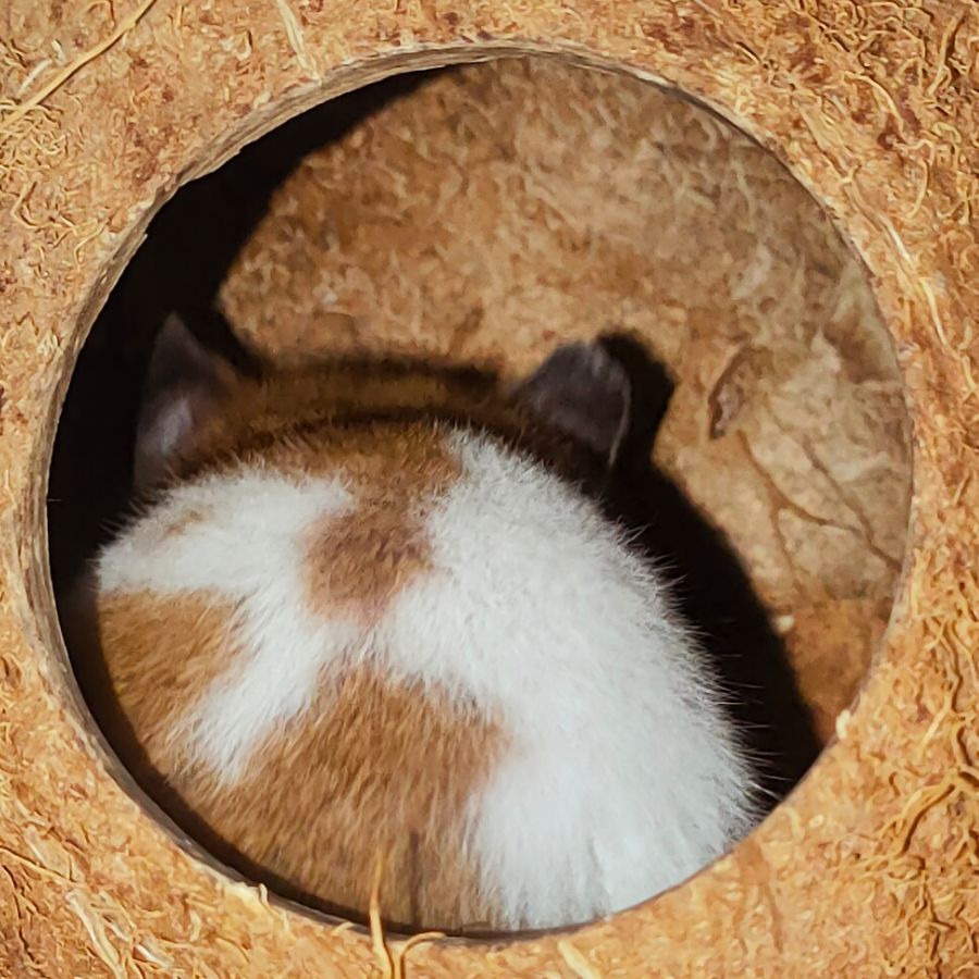 熊熊牛牛