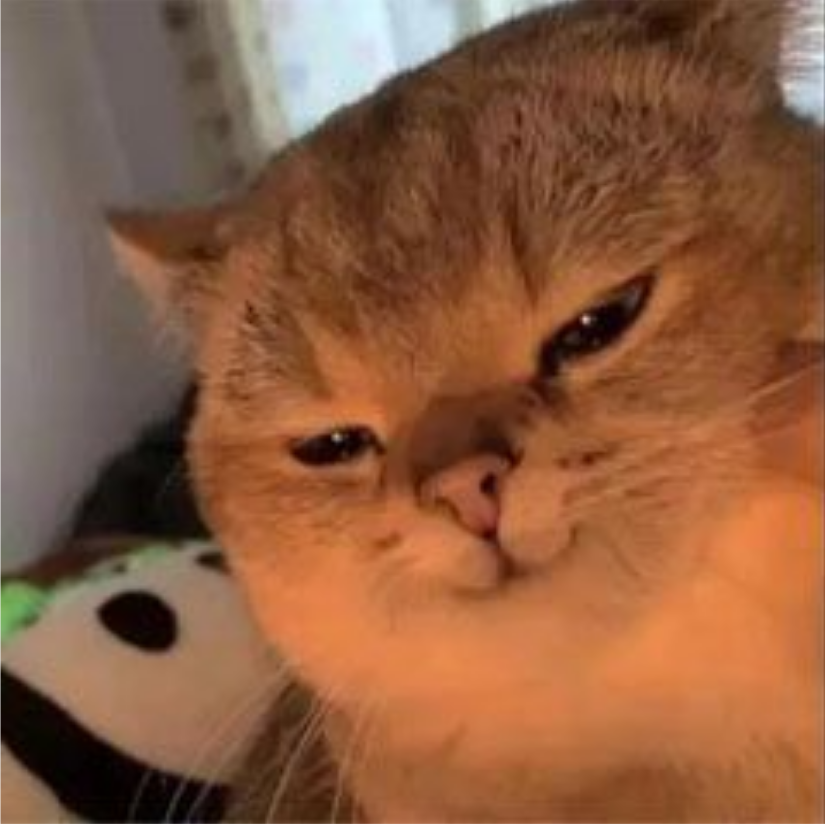 抱着流浪的猫说喵喵。