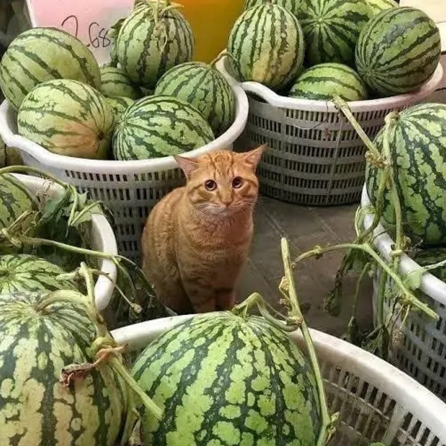 瓜田猫