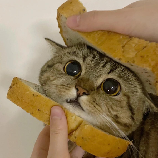 北方一缇