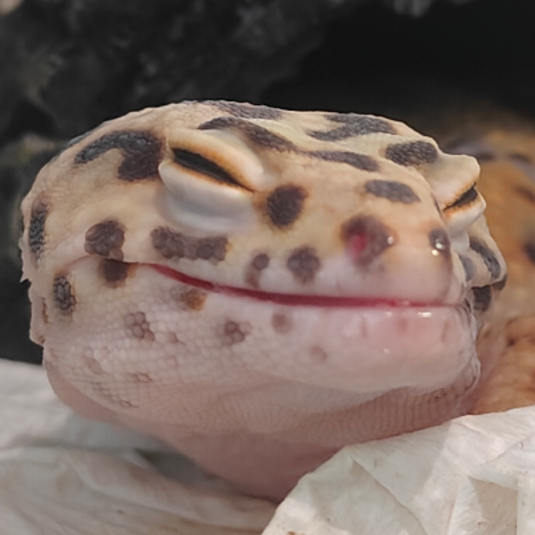 菠萝