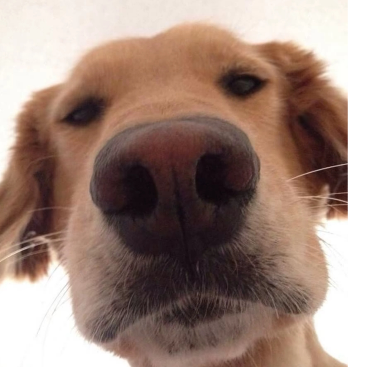 大头大头下雨不愁