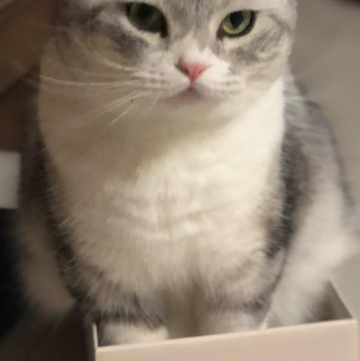 藻