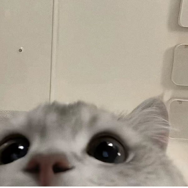 菁