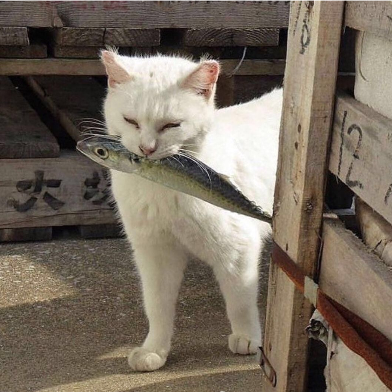 可乐