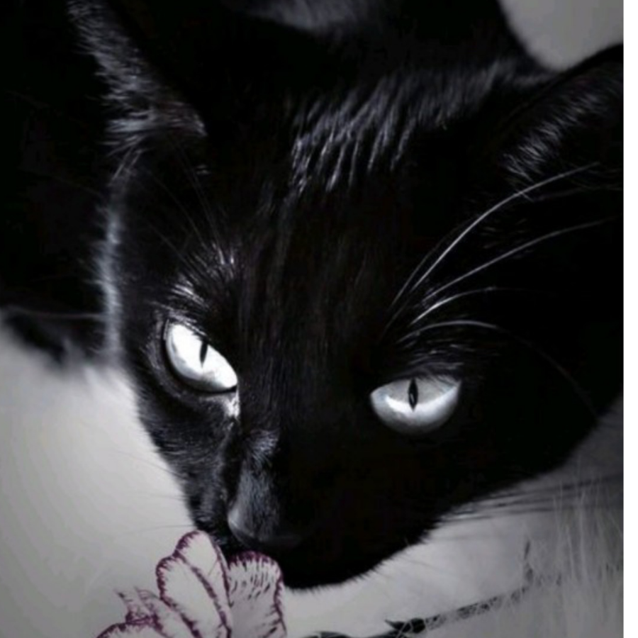 黑猫