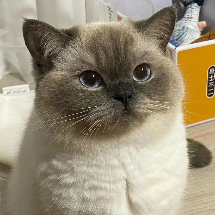 奈菲尔塔利