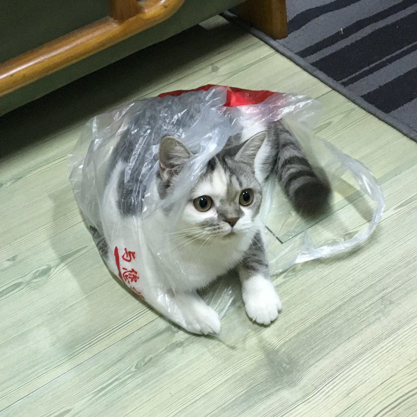 噜噜