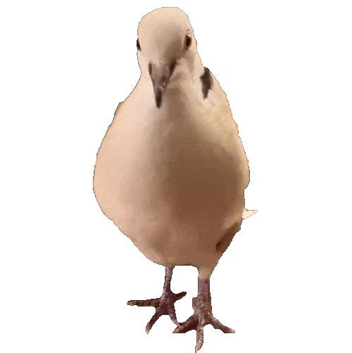鸽子