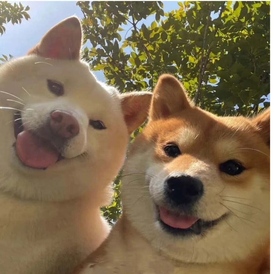 妙蛙花