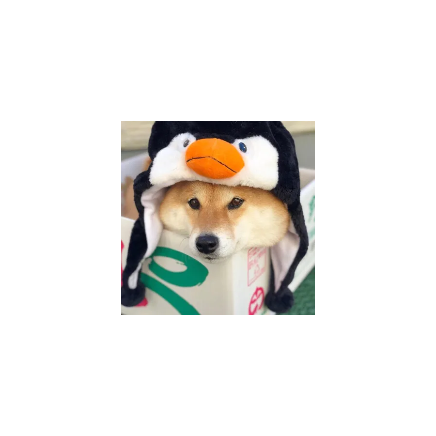 风信子