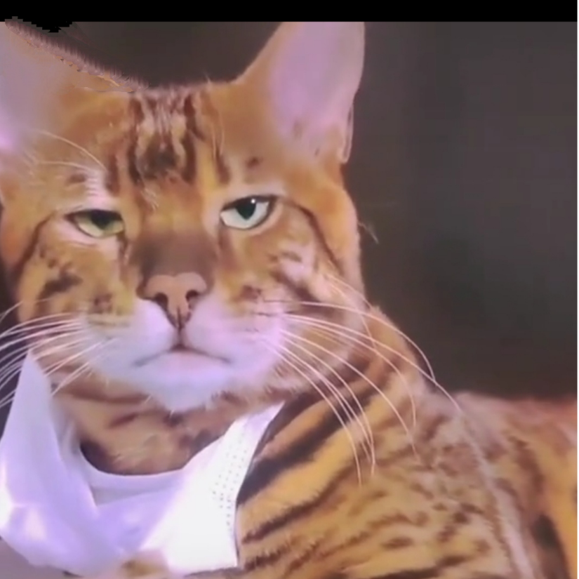 小懒猫