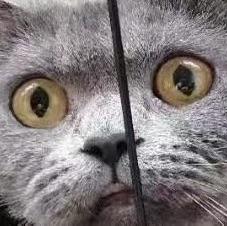 不关橙猫猫的事呦
