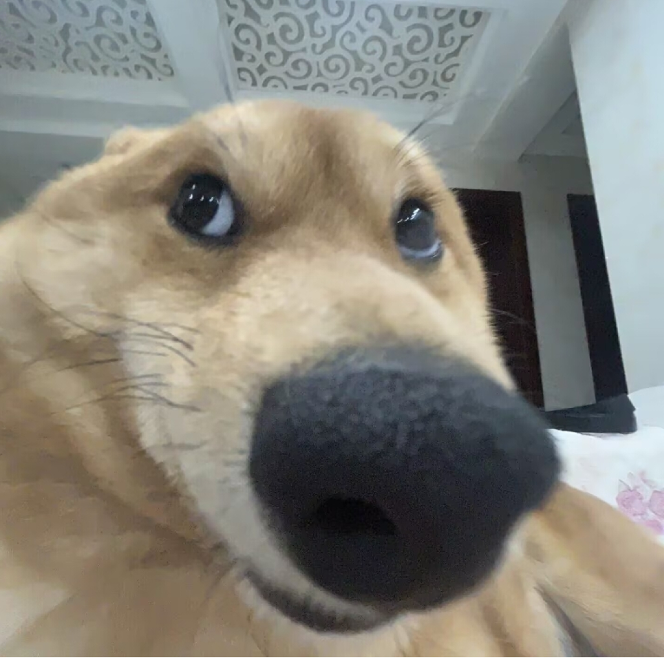 面包DOGE