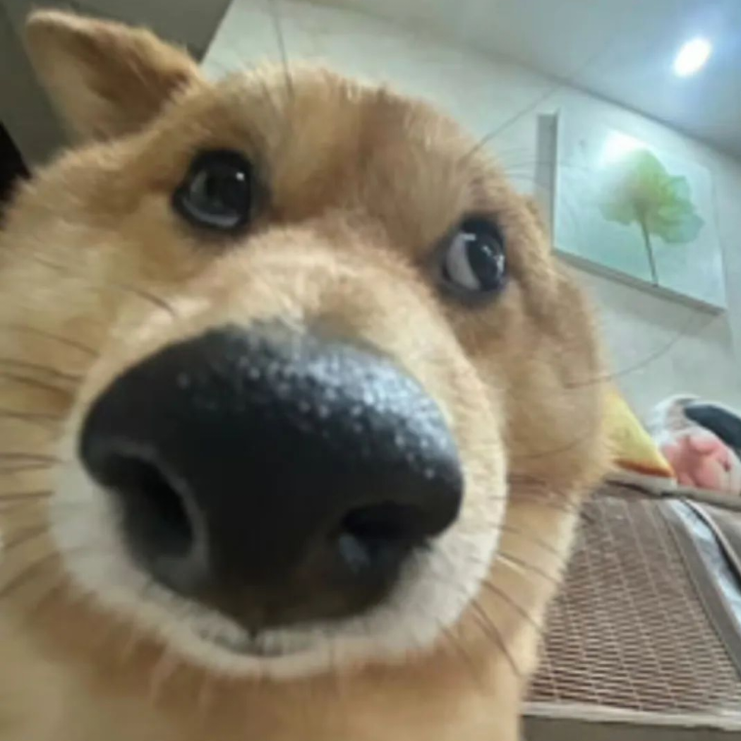 北岸